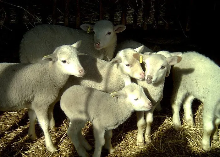 カントリーハウス Casa Caxigueiro *