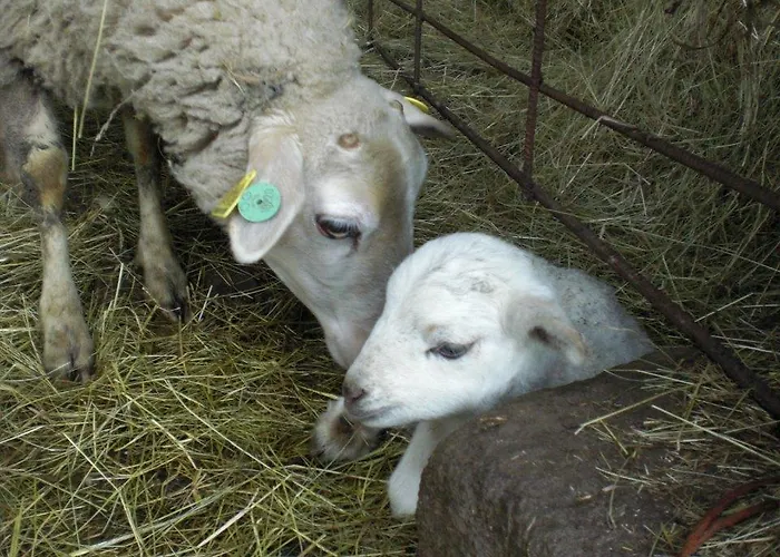 カントリーハウス Casa Caxigueiro